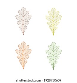 Oak tree leaf set. Autumn leaves isolated vector illustration on white background. Fall decoration clip art