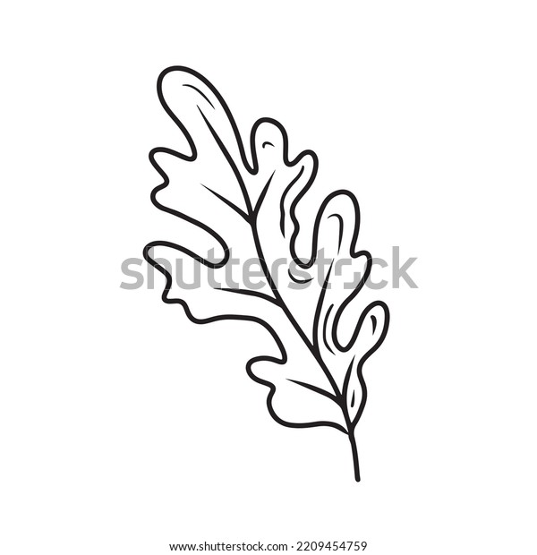 Oak Tree Leaf Vector Drawing Isolated Stock Vector (Royalty Free ...