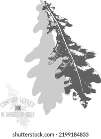 Oak tree leafs vector silhouette. A set of decorative Oak leaves silhouette for further color application. Line art of oak leafs in shades of gray.