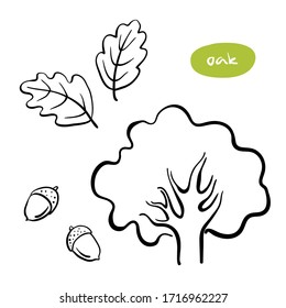 Oak tree, leaves, acorns. Hand drawn black line sketch of common deciduous European trees isolated on white background. Vector illustration