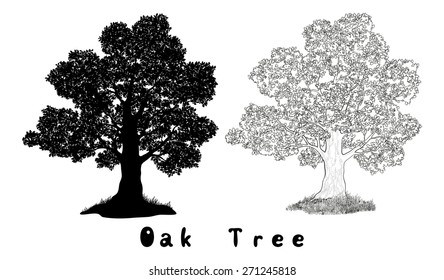 Oak Tree with Leaves and Grass Black Silhouette, Contours and Inscriptions Isolated on White Background. Vector