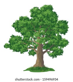 Oak tree with leaves and green grass, isolated on white background. Vector