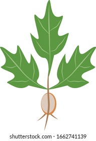 Oak tree leaves and seedling acorn