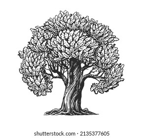 Oak tree with leaves sketch. Nature concept vintage vector illustration