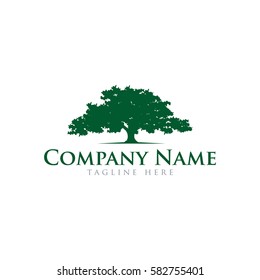 Oak tree logo design 