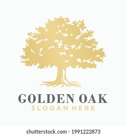 Oak tree logo design  Golden Oak logo design vector template