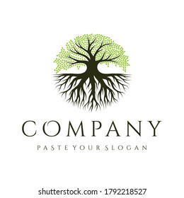 Oak tree logo design, tree and root vector. Tree of life logo design inspiration