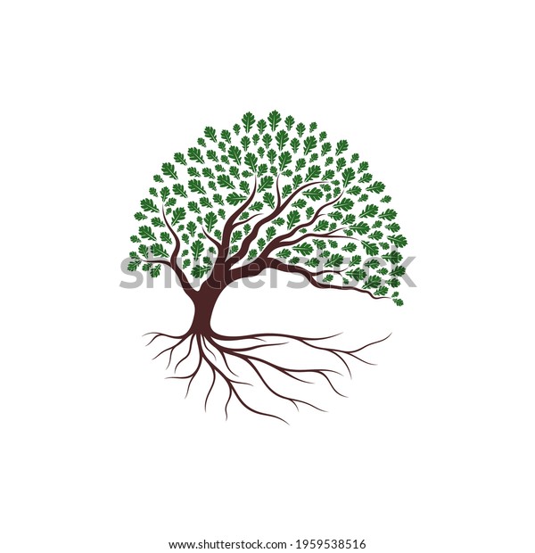 Oak Tree Logo Design Vector Illustration Stock Vector (royalty Free 