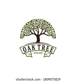 oak tree logo with a tree illustration that looks flourishing