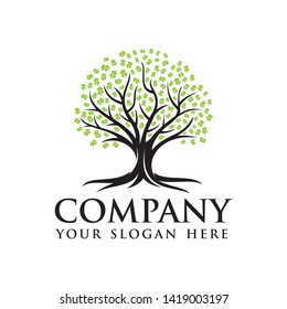 Oak tree logo template vector