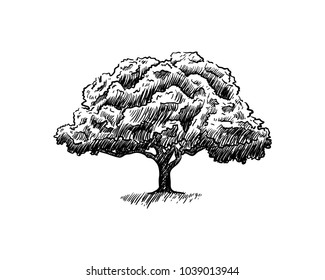 Oak Tree On The Park Hand Drawing Symbol Logo Vector