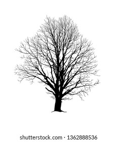 Oak tree realistic vector silhouette without foliage