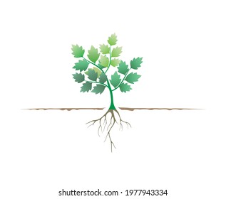 oak tree seedlings and plant nursery vector illustration