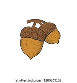 oak tree seeds illustration, vector hand drawing