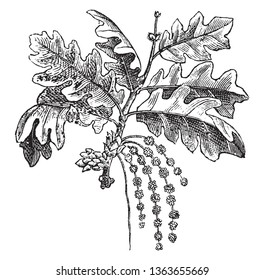 An oak is a tree or shrub in the genus Quercus of the beech family, Fagaceae. There are approximately 600 extant species of oaks, vintage line drawing or engraving illustration.