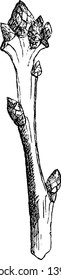 An oak is a tree or shrub in the genus Quercus of the beech family, Fagaceae, vintage line drawing or engraving illustration.