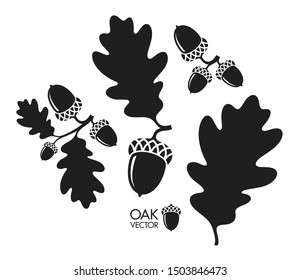 Oak tree silhouette. Vintage style. Isolated acorns and oak leaves on white background. Vector illustration EPS