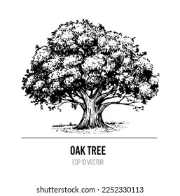 Oak tree sketch. Vector illustration with transparent background