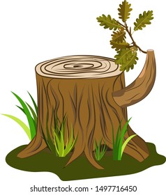 Oak tree stump vector with oak acorn and leaves branch on it. Vector image isolated on white for cartoon decoration