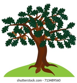 Oak tree in summer