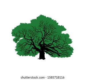 oak tree vector , great tree illustration