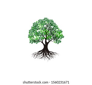 oak tree vector illustration. roots of banyan tree. mangrove plant
