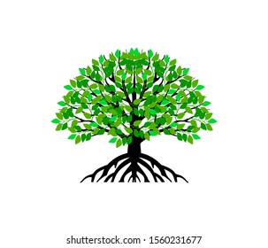 oak tree vector illustration. roots of banyan tree. mangrove plant