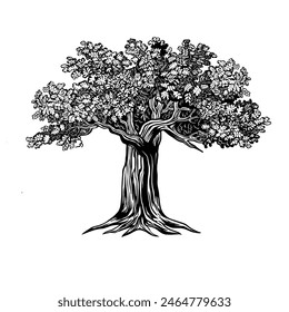 Oak tree vector illustration. Oak tree sketch drawing