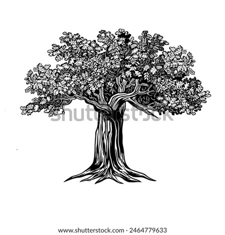 Oak tree vector illustration. Oak tree sketch drawing