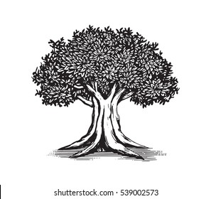 Oak Tree Vector Logo Illustration Design 