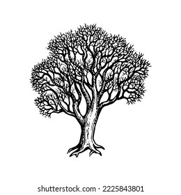Oak tree without leaves. Hand drawn ink sketch isolated on white background. Vintage style.