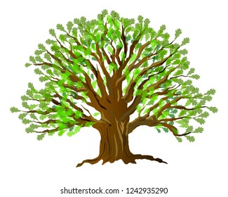 Oak tree without leaves. Vector illustration isolated on white background.