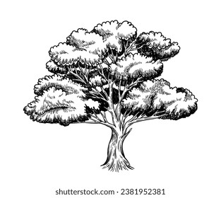 Oak trees hand drawn sketch. Minimalistic creativity and art. Engraved silhouette of plant. Graphic element for website. Linear flat vector illustration isolated on white background