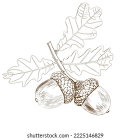 Oak. Twig with acorns and leaves. Black and white sketch. Hand drawn isolated vector