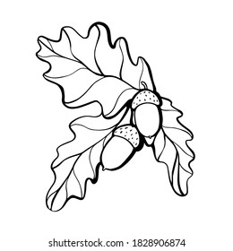 Oak twig with acorns linear branch. hand drawn vector illustration