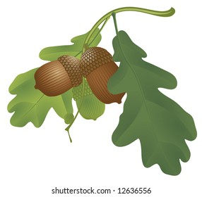 Oak. Vector.