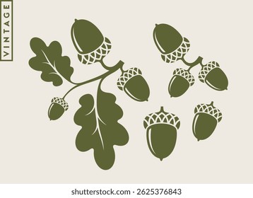 Oak vector. Abstract branch with acorns. Vintage style oak tree silhouette