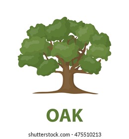 Oak vector icon in cartoon style for web