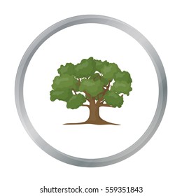 Oak vector icon in cartoon style for web