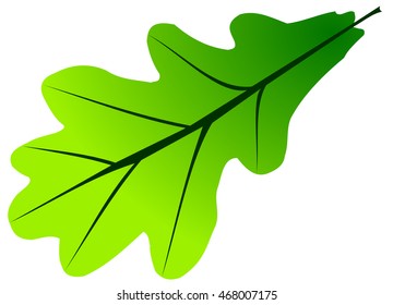 oak, vector, isolated oak leaf, 