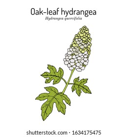 Oak-Leaf Hydrangea (Hydrangea quercifolia), ornamental plant. Hand drawn botanical vector illustration