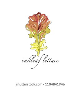 Oakleaf lettuce fresh culinary plant, green seasoning cooking herb hand drawn vector Illustrations on a white background