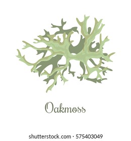 Oakmoss or Evernia prunastri. lichen. fragrant compounds, perfume absolutes and fixative, realistic. For cosmetics, health care products, advertising, tag, label,