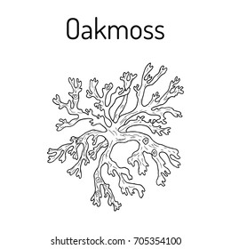 Oakmoss (Evernia prunastri), medicinal plant. Hand drawn botanical vector illustration