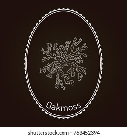 Oakmoss (Evernia prunastri), medicinal plant. Hand drawn botanical vector illustration