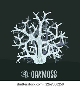 Oakmoss or tree moss (Evernia prunastri). Botanical illustration. Vector design element.