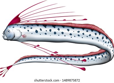 Oarfish illustration vector. eps format.