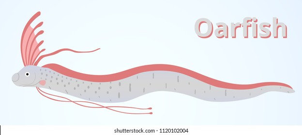 Oarfish lives in the deep sea 50-250 meters. It has a length of 15 meters. Have a big head Flat silver body Blue and black dots. The dorsal fin is pinkish.The head of the organ looks like a crest.