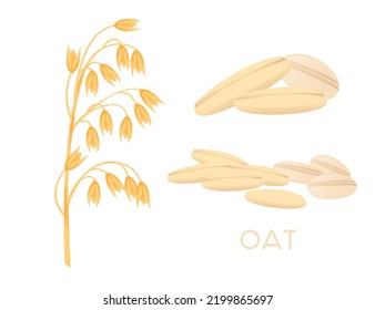 Oat agriculture plant with ears grain vector illustration isolated on white background