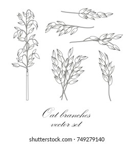 Oat branches set - vector illustration 
